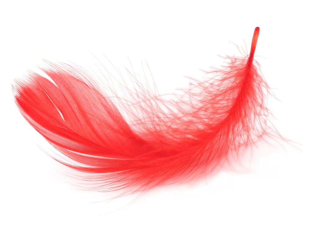 Fuzzy Red Feather