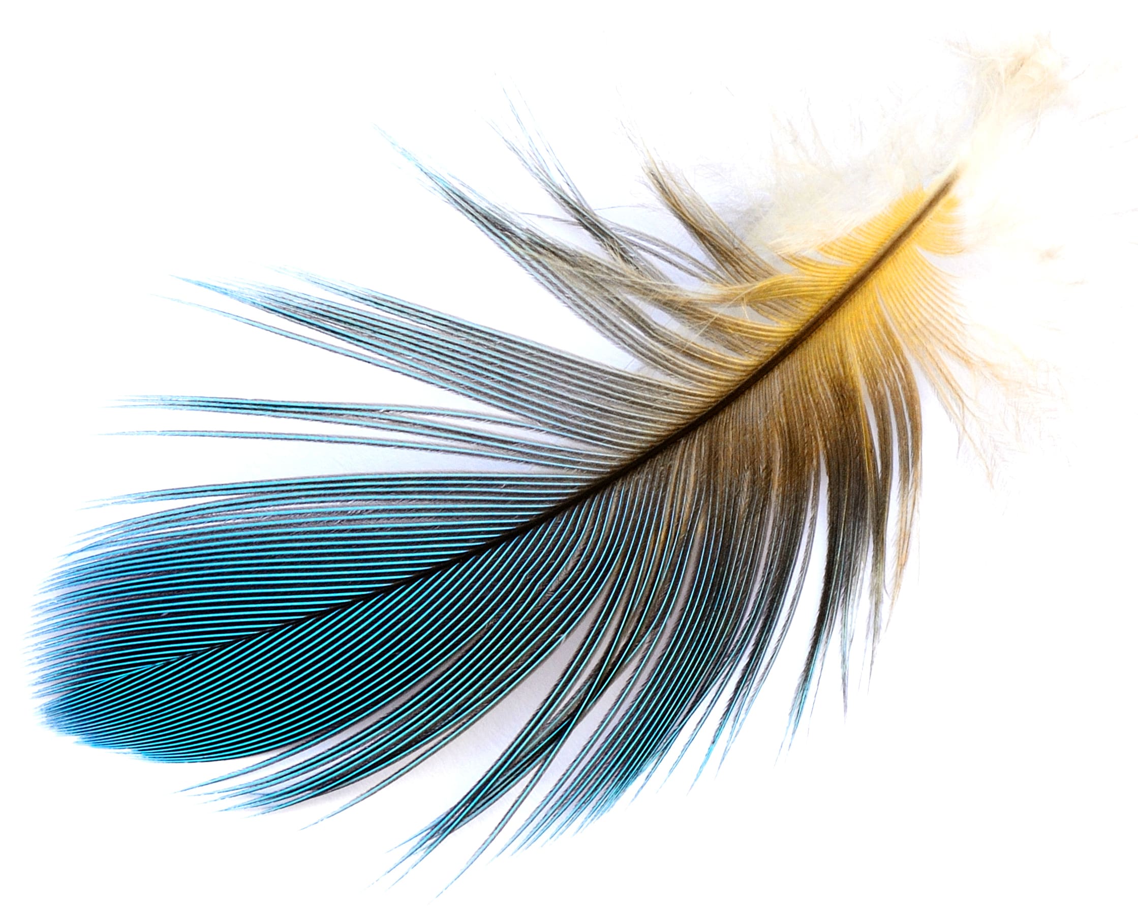 Green & Gold Feather